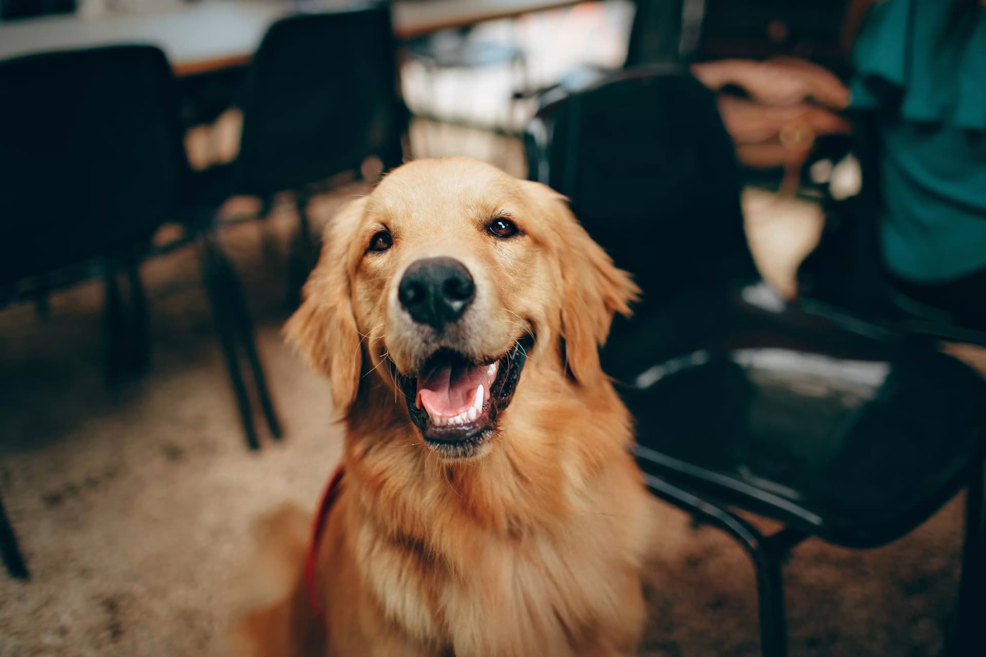 Top 5 Healthy Foods for Your Dog’s Diet